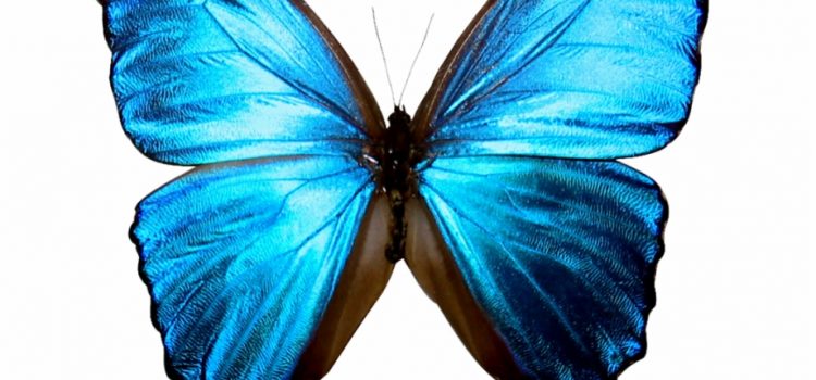 Don’t mess with my butterfly – Using metaphor to deliver deeper understanding
